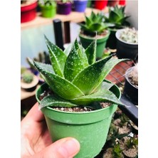 Aloe Cosmo Özel Tür Aloe