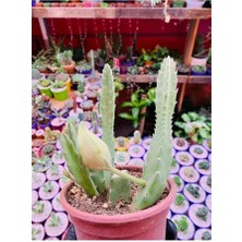 Stapelia Flavirostris Leş Kaktüsü Koyu Kırmızı Büyük Çiçek Veren