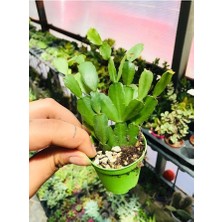 Paskalya Kaktüs Çiçek