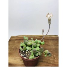 Senecio Rowleyanus Variegata Sarı Yeşil Renkli Tesbih Çiçeği