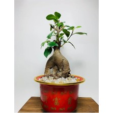 Ficus Ginseng Bonsai