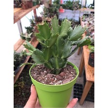 Yılbaşı Çiçeği Schlumbergera Truncata