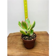 Crassula Ovata Variegata Iki Renkli Para Ağacı