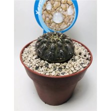 Gymnocalcycium Stellatum Özel Tür Kaktüs