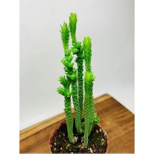 Crassula Muscosa Variegata Prenses Çamı Beyaz Pembe Tür