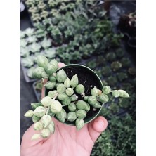 Sarı Yeşil Renkli Senecio Rowleyanus Variegata Tesbih Çiçeği