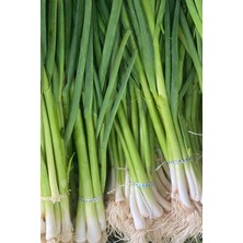 Braventa Collection Dashing Look Yerli Erkenci Taze Soğan Tohumu / 50 Adet Tohum TH-THMCMTHM417