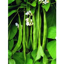 Braventa Collection Erdem Doğal Fasulye Tohumu Helga (Sırık) 50 Ad. Tohum