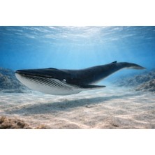 Deniz Hayvanları Serisi - Balina 29 cm (Lisinya)