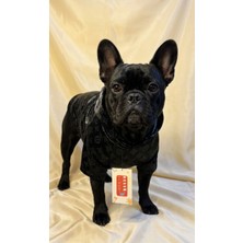 Premium Su Geçirmez Kedi Köpek Yağmurluğu - Şık ve Fonksiyonel