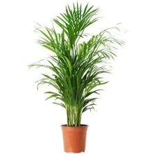 2 Adet Areka Bitkisi -Chamador Bitkisi Fidesi(35-45 cm )