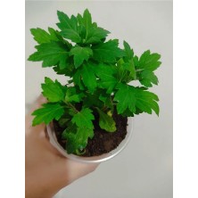 Kasımpatı Çiçeği Fidesi (10-20 cm ) Tomurcuklu