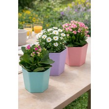 Binbirreyon 3 Adet Saksı Seti Altıgen Renkli Hexagon Plastik Saksı 18X13CM AH151