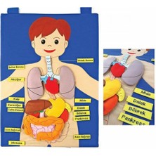 Balkan Grup AND-5120 Vücudumuz Cırtlı Pano