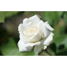 Fidan & Peyzaj - 5 Farklı Renk Gül Fidanı Seti (1 Yaş / Açık Kök)