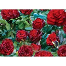 Fidan & Peyzaj - Koyu Kadife Gül Fidanı (1 Yaş / Açık Kök)