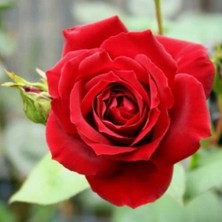 Fidan & Peyzaj - 3 Farklı Renk Gül Fidanı Seti (1 Yaş / Açık Kök)