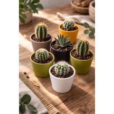 Binbirreyon Kaktüs Saksısı Pastel Renklerde Yuvarlak Mini Saksı 5,5cm Adetli Setler AH147