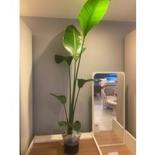 İklim Garden Starliçe (Cennet Kuşu Çiçeği) – Strelitzia Nicolai – Tek Gövdeli , 170-200 cm Saksılı Ofis-Salon ve Iç Mekan Bitkisi