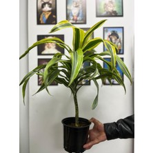 İklim Garden Dracena Lemon Lime Alacalı Dracena  Bitkisi