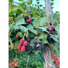 Fidanlıdan 7-8 Metre Dikensiz Jumbo Böğürtlen Fidanı