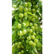 Fidanlıdan Çok Verimli 4 Yaşında Can Erik Fidanı 180 200 cm