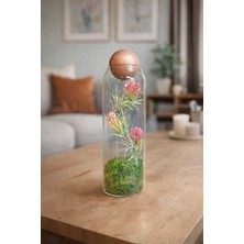 Decoroon Küre Kapaklı Cam Teraryum Fanus – El Yapımı Doğal Yosunlu Dekoratif Masaüstü Obje & Hediye (Farklı Tasarım Seçenekli)