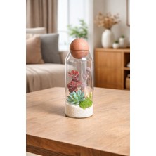 Decoroon Küre Kapaklı Cam Teraryum Fanus – El Yapımı Doğal Yosunlu Masaüstü Dekoratif Obje & Hediye (Farklı Model Seçenekli) 20 cm