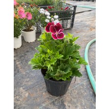 Canan Çiçeği Saksıda