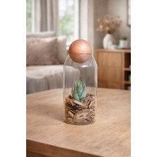 Decoroon Mini Cam Teraryum Fanus – El Yapımı Doğal Sukulent Masaüstü Dekoratif Obje & Hediye (Farklı Model Seçenekli) 15 cm