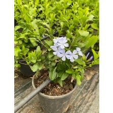 Çiçek Mavi Yasemin Saksıda