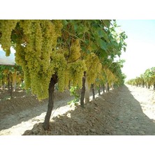 Fidanlıdan Tüplü Sültaniye Çekirdeksiz Üzüm Fidanı Boy 1,5-2 Metre