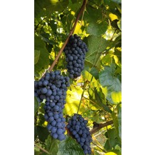 Fidanlıdan Siyah Kokulu Üzüm Fidanı Boy 1,5 Metre