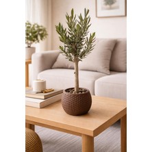 Fidanlıdan Bonsai Zeytin Ağacı Alçı Saksıda – Dekoratif Canlı Zeytin Fidanı