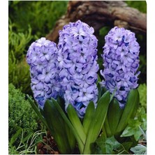 Sümbül Soğanı 5 Adet