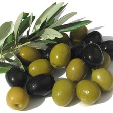 Bol Verimli Salamuralık Gemlik Trilye Zeytin Fidanı