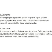 Tohumu Yerli Kabak Karatopak 20 Adet Tohum