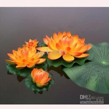 Adet Turuncu Lotus Tohumu Nilüfer Tohumu
