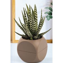 Aydogan's 2 No Küp Saksı ROYALEKS-KRS-402