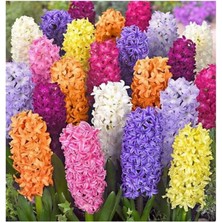 Adet Sümbül Soğanı Karışık Renk