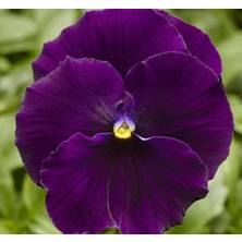 Menekşe Tohumu Katlı - Mor Renkli (10 Tohum)