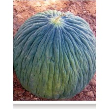 Tohumu Yerli Ankara Kavunu Hasanbey 100 Adet Tohum