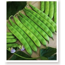 Tohumu Yerli 40 Günlük Fasulye Sarıkız 50 Adet Tohum