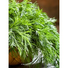 Tarım Ata Tohumu Yerli Dereotu Ferah 1000 Adet Tohum