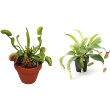 Look Venus Fly Trap Nepenthes Etçil Etobur Bitki Sinek Kapan Nepentes 10 Tohum TH-THMCMTHM03