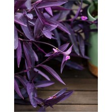 Mor Telgraf Çiçeği 1 Adet Saksılı/tüplü 10-20CM Iç Mekan Bitkisi (Tradescantia Pallida)