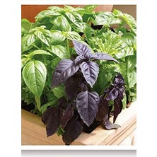 Tarım Ata Tohumu Yerli Mor Reyhan Turan 1000 Adet Tohum