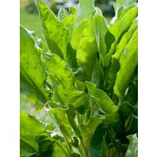 Garden Doğal Ekşili Ot Kuzukulağı 1000 Ad. Tohum