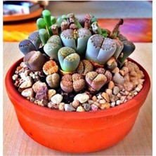 Dünyam Lithops Taş Çiçek Tohumu- 15 Adet