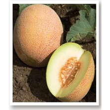 Tarım Ata Tohumu Yerli Kavun Tohumu Ananas 100 Adet Tohum